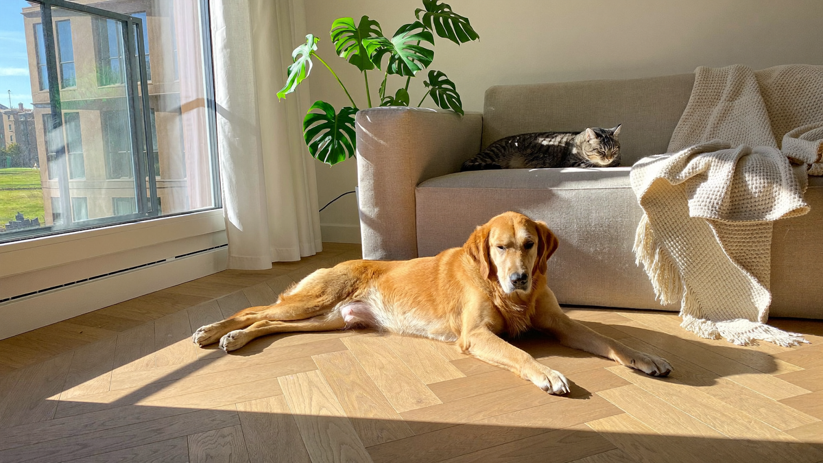 Golden retriever odpoczywa w słońcu na podłodze, kot śpi na kanapie w jasnym mieszkaniu